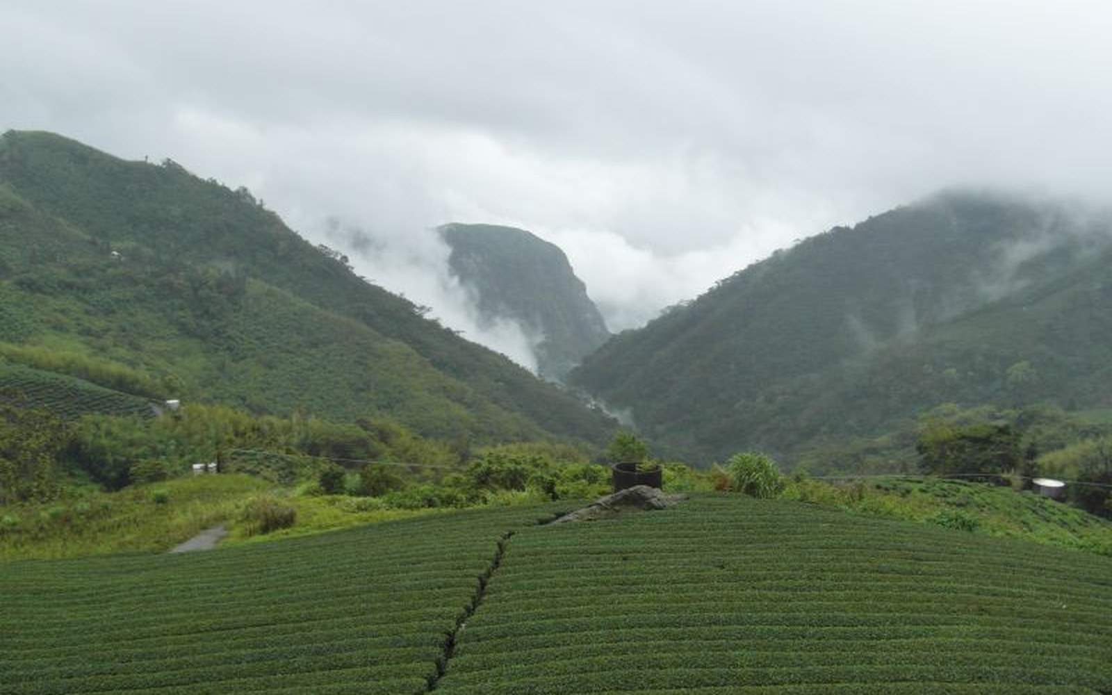 Tea rows contouring a steep slope in white cloud light