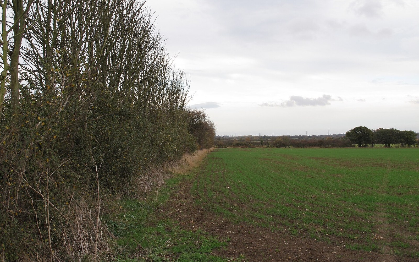 A tall bare hedgerow lines the edge of a green crop field under a cloudy sky