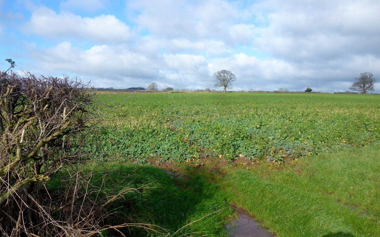 A green legume cover crop growing in a field beside a bare hedgerow
