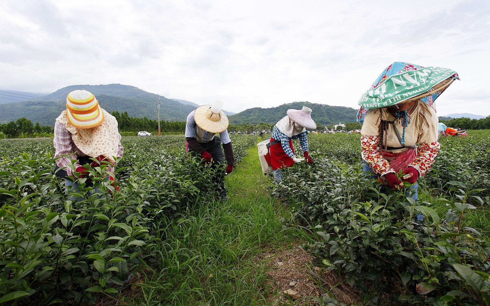 Workers wearing wide-brimmed hats bend to pick tea leaves in rows of bushes