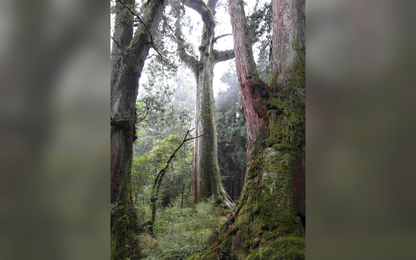 Moss-covered red cypress trunks rise through misty forest undergrowth