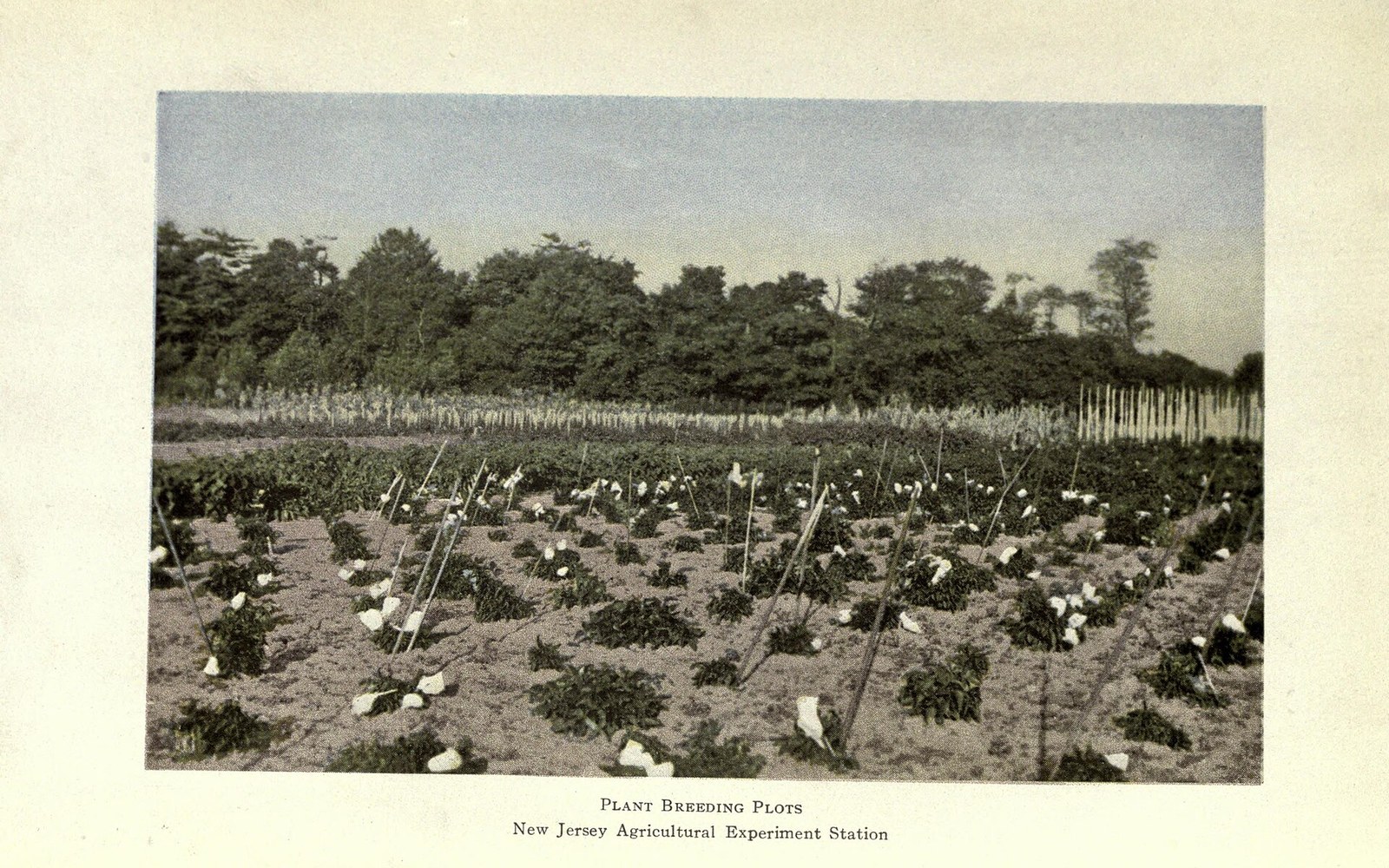Rows of covered plants with white bags on stakes in an experimental field bordered by trees